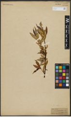 Foto von Salix alba L.